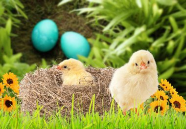 Paskalya Kartları - Sarı Piliçler Idyllic Sunny Garden 'da Süslü Paskalya Yumurtaları 