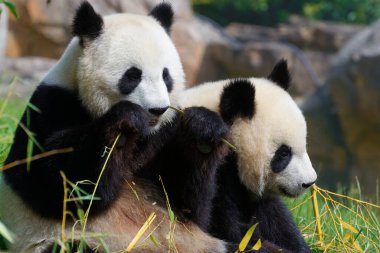 Beauval hayvanat bahçesindeki yetişkin pandanın yakın çekimi.