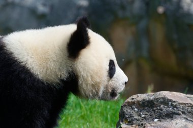 Beauval hayvanat bahçesindeki yetişkin pandanın yakın çekimi.