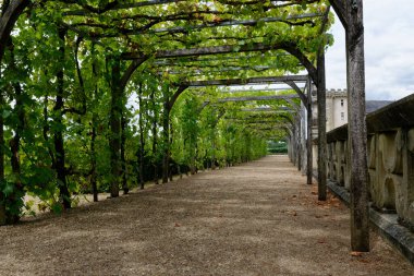 Fransa 'nın güzel Villandry şatosunun bahçesindeki sarmaşık koridoru Loire Rönesans Kalesi