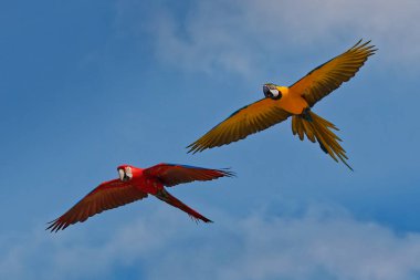 İki uçan kırmızı ve sarı papağan güzel bir gökyüzünde