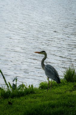 Parlak bir nehrin önündeki görkemli balıkçıl kuşunun yakınında. Fotoğraf, bu güzel yeşil çimlerin üzerinde duran hayvanın iyi profilini yakalamış.