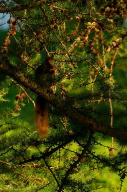 While climbing a tree to get to its babies, this red squirrel is lit in golden light. clipart