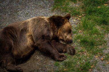 Bear Pit, Bern, İsviçre 'de. Ayı, Bern şehrinin bir sembolüdür..