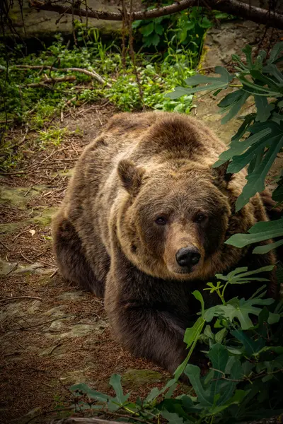 Bear Pit, Bern, İsviçre 'de. Ayı, Bern şehrinin bir sembolüdür..
