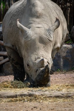 Southern white rhinoceros or southern square-lipped rhinoceros Ceratotherium simum simum eating in a zoo clipart