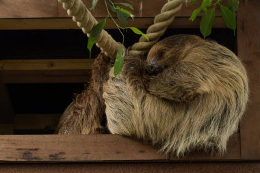 Tembel hayvan, Orta ve Güney Amerika 'da bulunan ve yaşam temposu ve ağaçsal yaşam alanıyla tanınan yavaş beslenen bir memeli türüdür. Uzun pençeler ve tüylü kürklerle karakterize edilmiş eşsiz bir görünüşü var..
