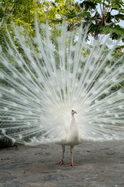 Güzel açık kuyruğu ve botanik bahçesinde tüyleri olan beyaz tavus kuşu, muhteşem çiftleşme tüyleri. Tavuskuşu özgürce yürüyor
