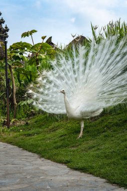 Güzel açık kuyruğu ve botanik bahçesinde tüyleri olan beyaz tavus kuşu, muhteşem çiftleşme tüyleri. Tavuskuşu özgürce yürüyor