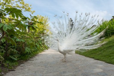 Güzel açık kuyruğu ve botanik bahçesinde tüyleri olan beyaz tavus kuşu, muhteşem çiftleşme tüyleri. Tavuskuşu özgürce yürüyor