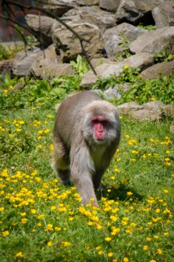 Wild Japanese macaque mother snuggling and grooming young baby on roof clipart