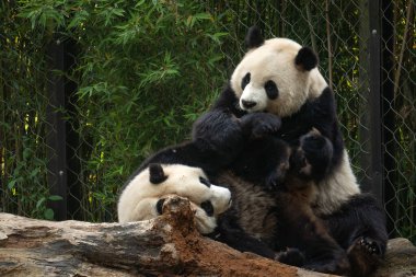 Dev bir panda yağmur gününden sonra arkadaşıyla oynuyor.