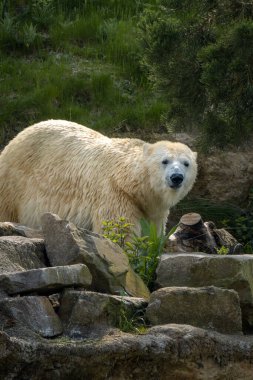 A large white Polar Bear lies down in grass on a hot sunny day. clipart