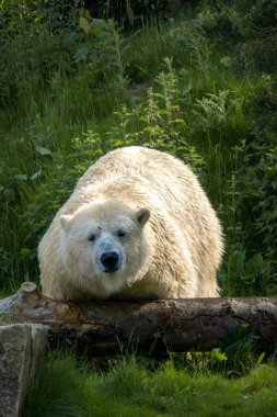 A large white Polar Bear lies down in grass on a hot sunny day. clipart