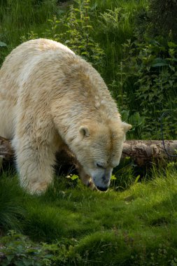 A large white Polar Bear lies down in grass on a hot sunny day. clipart