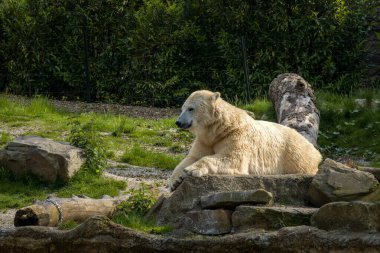 A large white Polar Bear lies down in grass on a hot sunny day. clipart