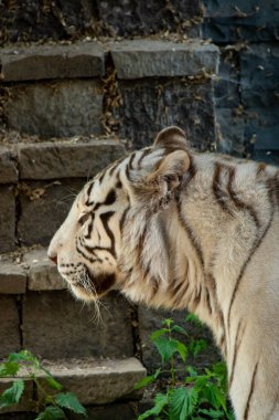 A majestic white tiger prowls gracefully through its habitat, its striking white coat adorned with bold black stripes. The piercing blue eyes of this rare and powerful predator capture the essence of clipart