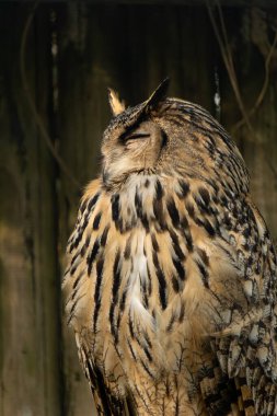 Tawny baykuş strix aluco iyi uyur. Vahşi yaşam konsepti.