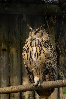 A tawny owl strix aluco sleeps well. Wildlife concept. clipart