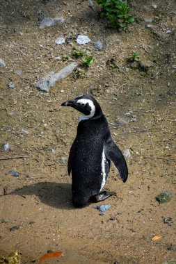 Afrika penguenleri Stoney Point Doğa Koruma Alanı, Bettys Körfezi, Güney Afrika