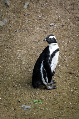 Afrika penguenleri Stoney Point Doğa Koruma Alanı, Bettys Körfezi, Güney Afrika