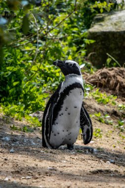 Afrika penguenleri Stoney Point Doğa Koruma Alanı, Bettys Körfezi, Güney Afrika
