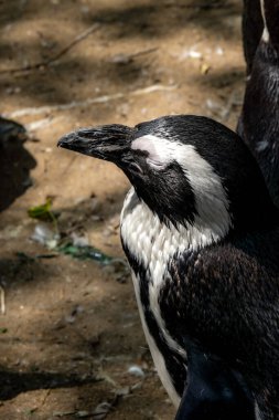 Afrika penguenleri Stoney Point Doğa Koruma Alanı, Bettys Körfezi, Güney Afrika