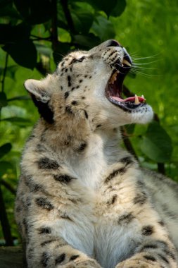 Kar leoparını kapat ve bebek bir kayanın üzerinde dinlensin.