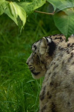 Close up of snow leopard with baby resting on a rock clipart