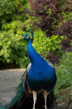 Elegant male peacock with fanned train to attract female, courtship display clipart