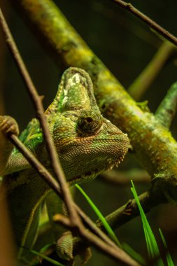 Panter Chameleon, Furcifer Pardalis, Yetişkin Şubesi, Madagaskar, Ağır çekim 4K