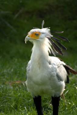 Yay bir haberci kuşun portresi, ayrıca yılan olarak da bilinir, yakın plan profili.