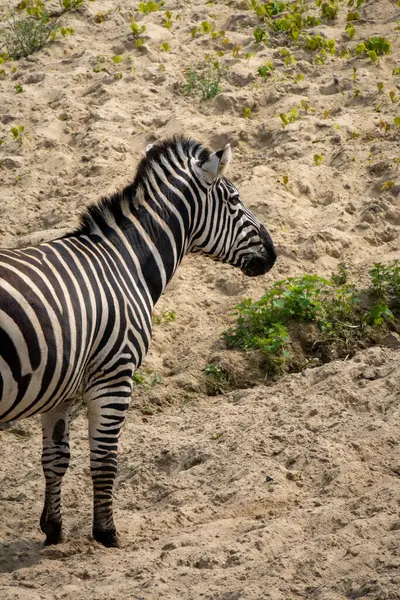 Ormanda tek başına yürüyen çizgili bir Afrika zebrasının yakın çekimi. Afrika zebrasının Kenya 'da dikilirken çekilmiş görüntüleri.