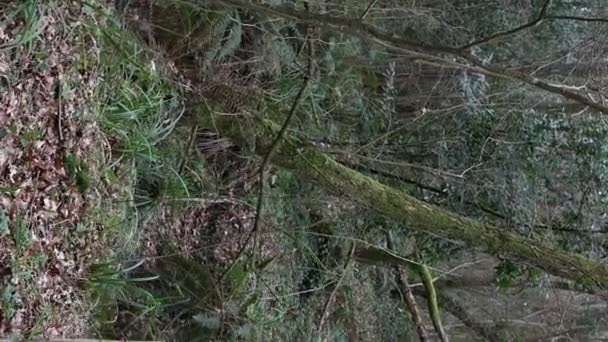 Retrato Vertical Explorador Misturando Com Natureza Forest Trek — Vídeo de Stock