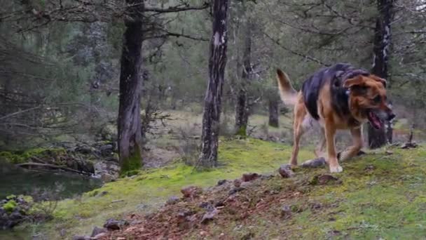 Câinele Ciobanesc German Îndreaptă Încredere Spre Cameră Mijlocul Sălbăticiei Neîmblânzite — Videoclip de stoc