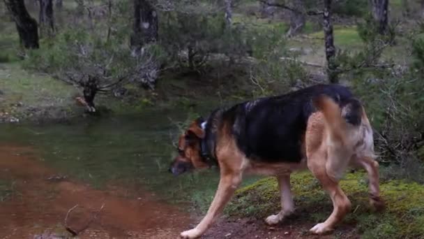 Ένα Μεγαλοπρεπές Γερμανικό Ποιμενικό Σκυλί Γνωστό Για Την Ευφυΐα Και — Αρχείο Βίντεο