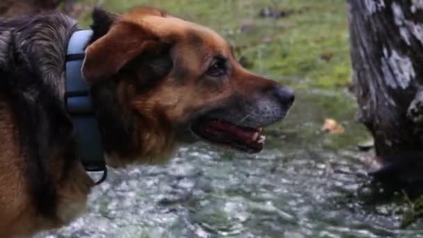 Der Deutsche Schäferhund Steht Ruhig Einem Waldfluss Den Kopf Erhobenen — Stockvideo