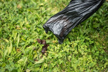 Plastik poşet tutan bir elin yakından çekilmiş fotoğrafı. Çimlerden köpek dışkısı topluyor. Sorumluluk sahibi hayvancılık ve temizlik kavramı