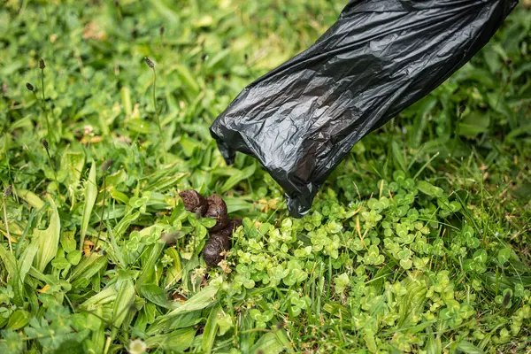 Plastik poşet tutan bir elin yakından çekilmiş fotoğrafı. Çimlerden köpek dışkısı topluyor. Sorumluluk sahibi hayvancılık ve temizlik kavramı