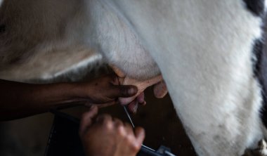 Yakın çekim bir ineği sağmak ve taze süt almak için geleneksel yöntemler kullanan Latin bir adamın ellerine odaklanıyor.