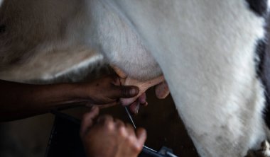 closeup shot focuses on the hands of a Latin man as he employs traditional methods to milk a cow and extract fresh milk clipart