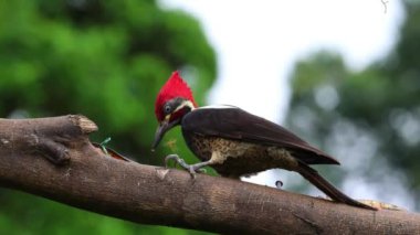 guatapana Lineated Woodpecker (Dryocopus lineatus) Mindo, Ekvador 'da bir ağaçtan besleniyor