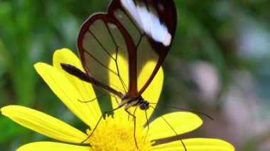 Glasswing Kelebeği (Greta oto) Mindo, Ekvador ormanında bir çiçekten besleniyor
