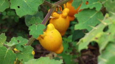 Ubre de Vaca veya Pichichio bitkisinin (Solanum Mammosum) yakın plan görüntüsü, kendine özgü ve eşsiz meyve şeklini sergiler.