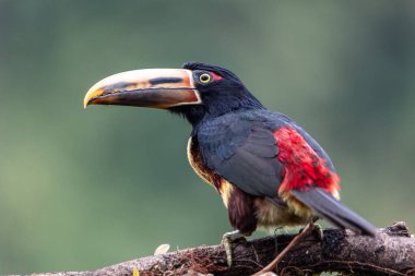 Yakından, Mindo, Ekvador 'un bereketli ormanlarında çarpıcı bir ateş gagalı Aracari Toucan (Pteroglossus Frantzii), zarif bir şekilde durmaktadır.