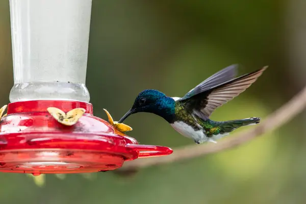 stock image closeup view of a White-necked hummingbird (Florisuga mellivora) feeding from a feeder installed by locals in the forest of Mindo, Ecuador. The image showcases the bird's detailed features