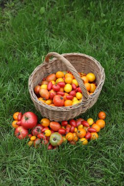 Sepette domates hasadı, kırmızı ve sarı sebzeler..