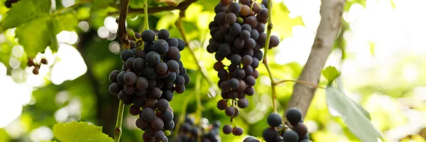 Fondo Ancho Racimos Uvas Vino Con Hojas Verdes Cosecha Otoño —  Fotos de Stock