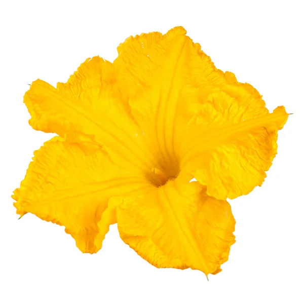 Pomerančový Květ Cukety Nebo Cukety Bílém Pozadí Kvetoucí Dýně — Stock fotografie