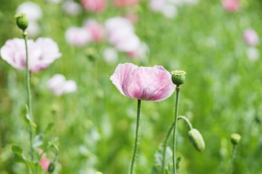 Tarlada pembe gelincik çiçeği, yenilebilir çiçek ekimi..